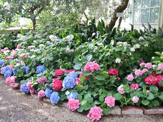 Hortensien im Großen Palmenhaus