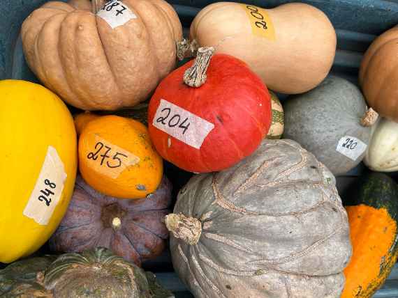 Kürbisse für die Herbstausstellung