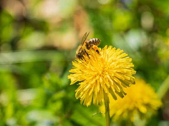 Bienenwiese