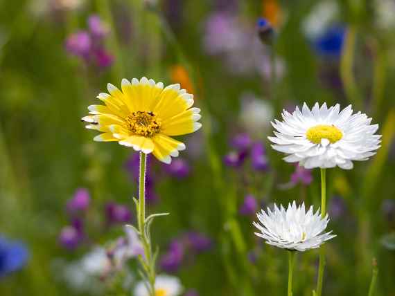 Blumenwiese