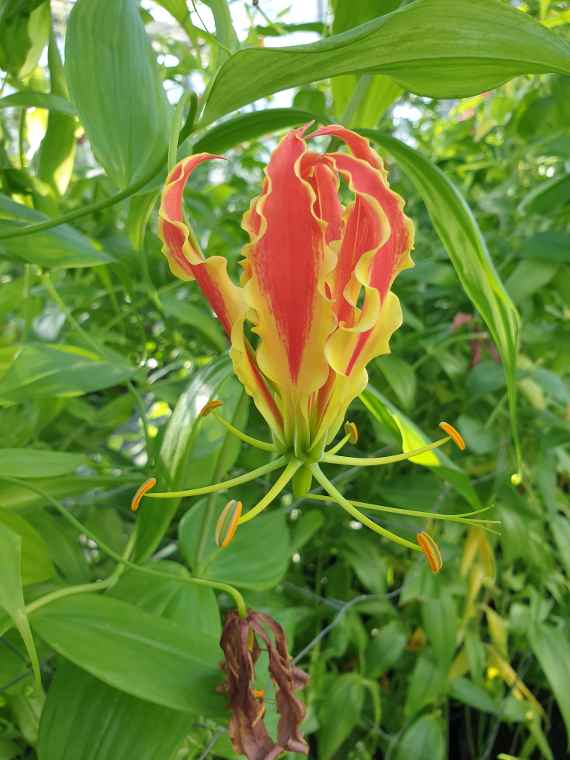 Eine orange-gelbe Blüte der Ruhmeskrone, botanisch Gloriosa superba