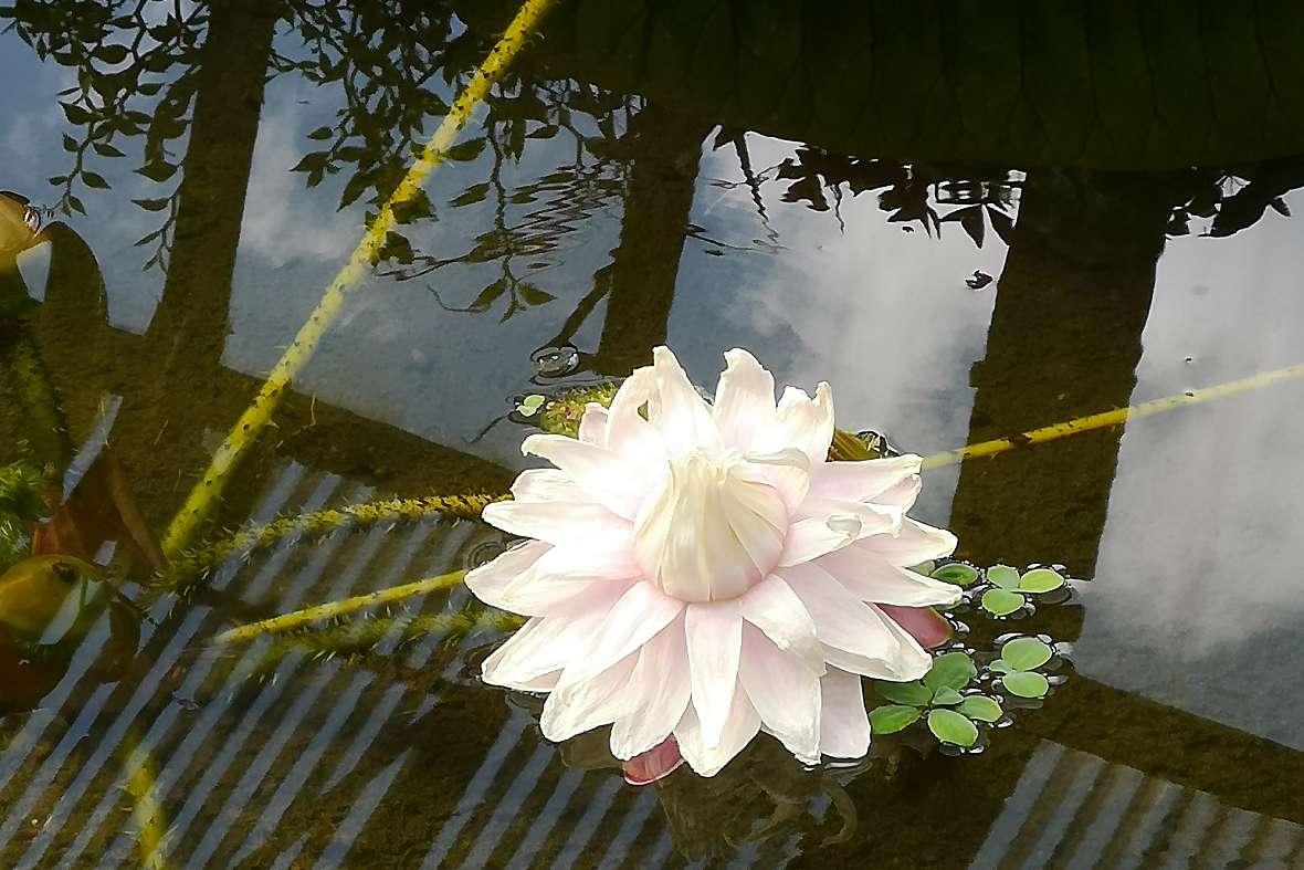 Die Blüte der Victoria cruziana im Wasser