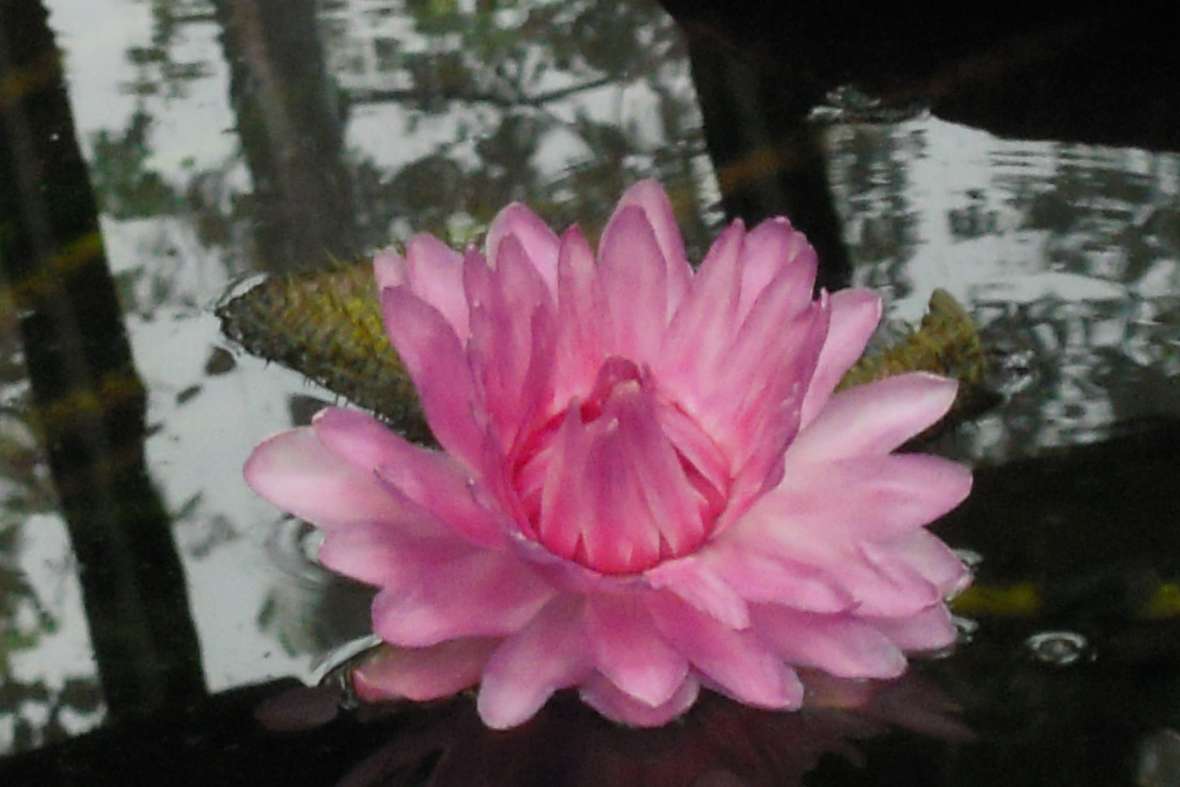 Die Blüte der Victoria amazonica im Wasser