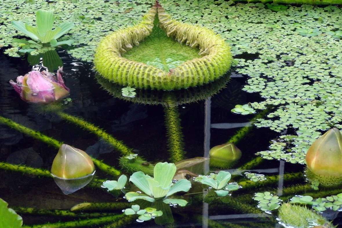 Bestäubte Blüte und frische Blüten der Victoria im Wasser