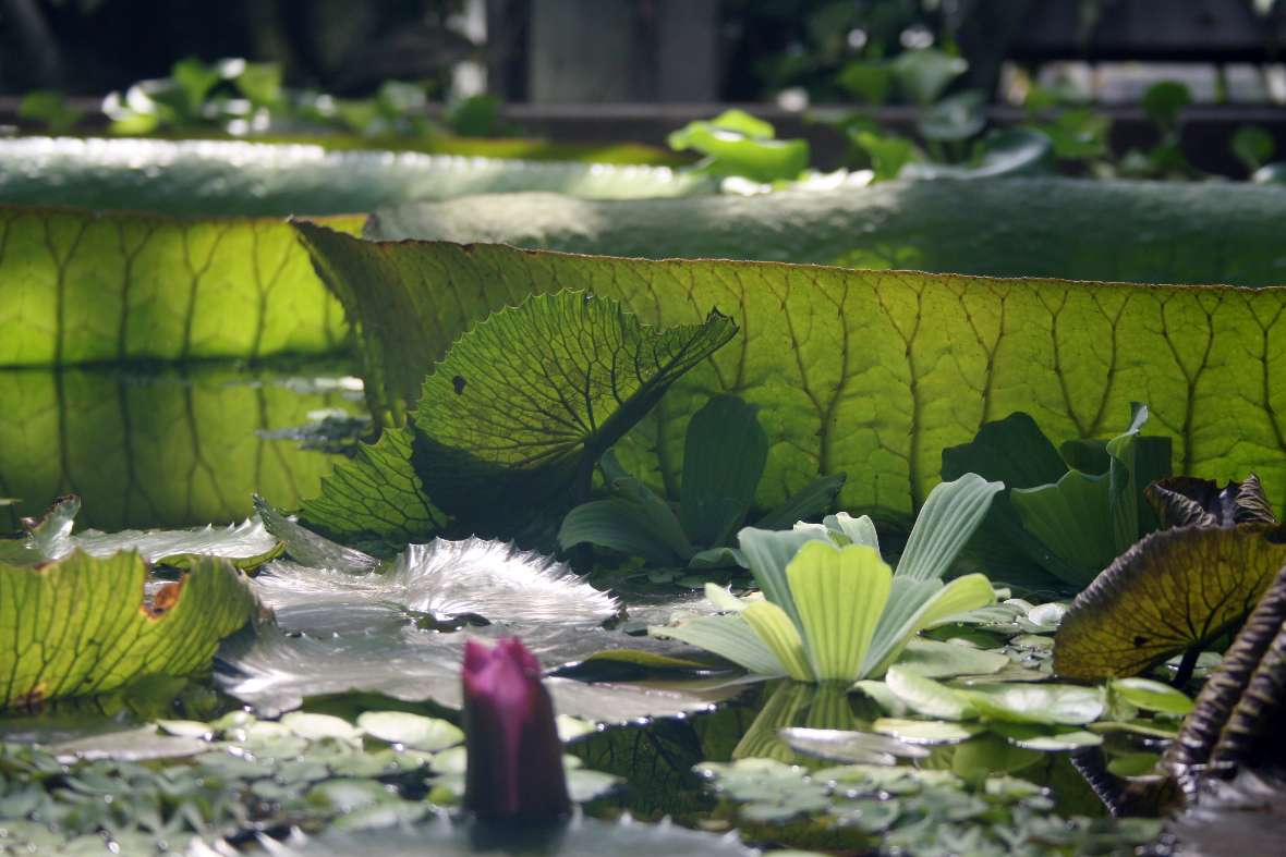 seitliche Aufnahme der Victoria cruziana mit Blättern und Blüte