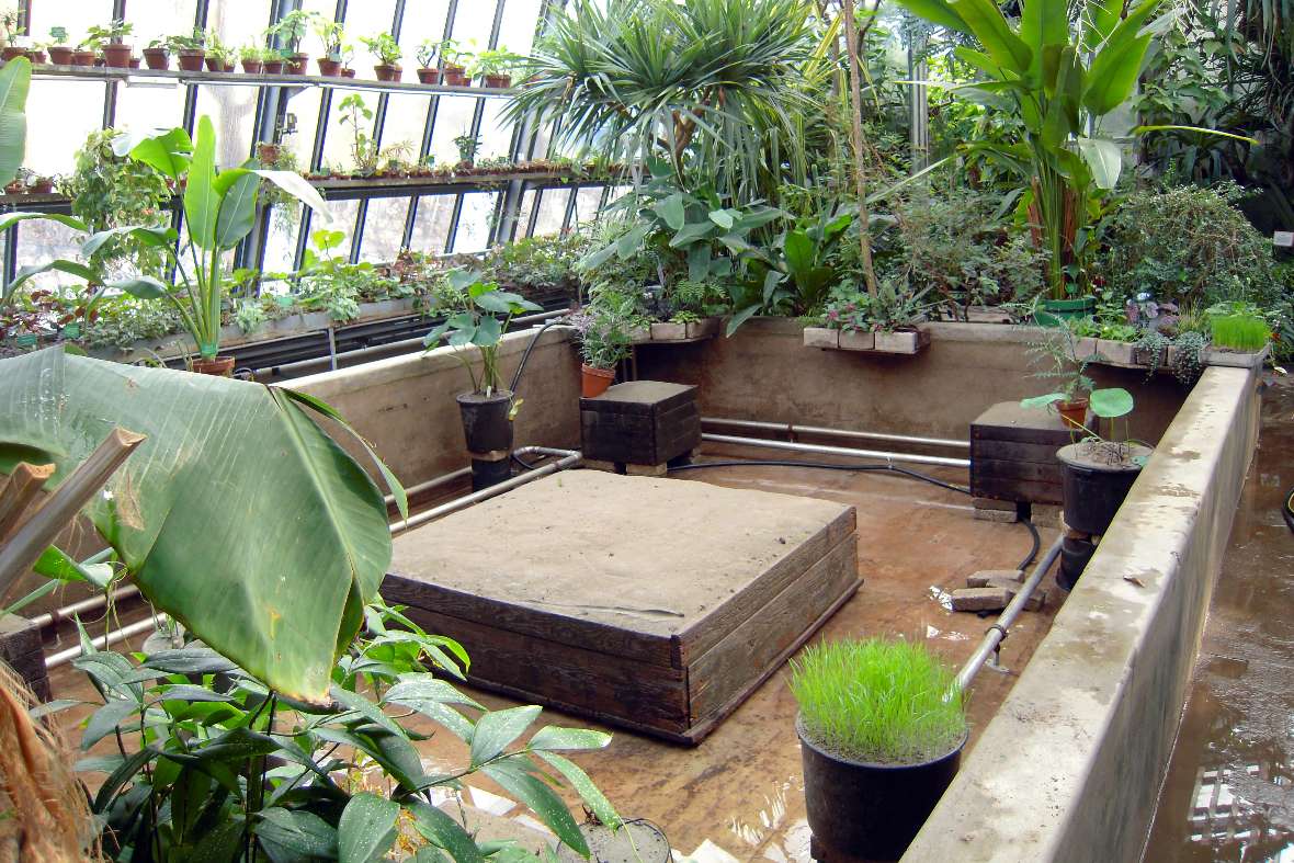 Das Becken der Victoria im Innsbrucker Palmenhaus ohne Wasser bei den Vorbereitungsarbeiten.