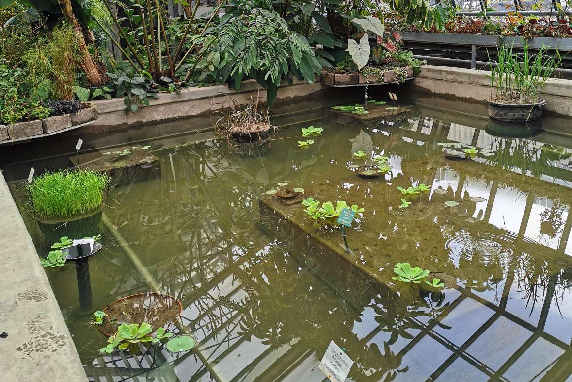 Das Becken der Victoria mit Wasser, frisch eingelassen.