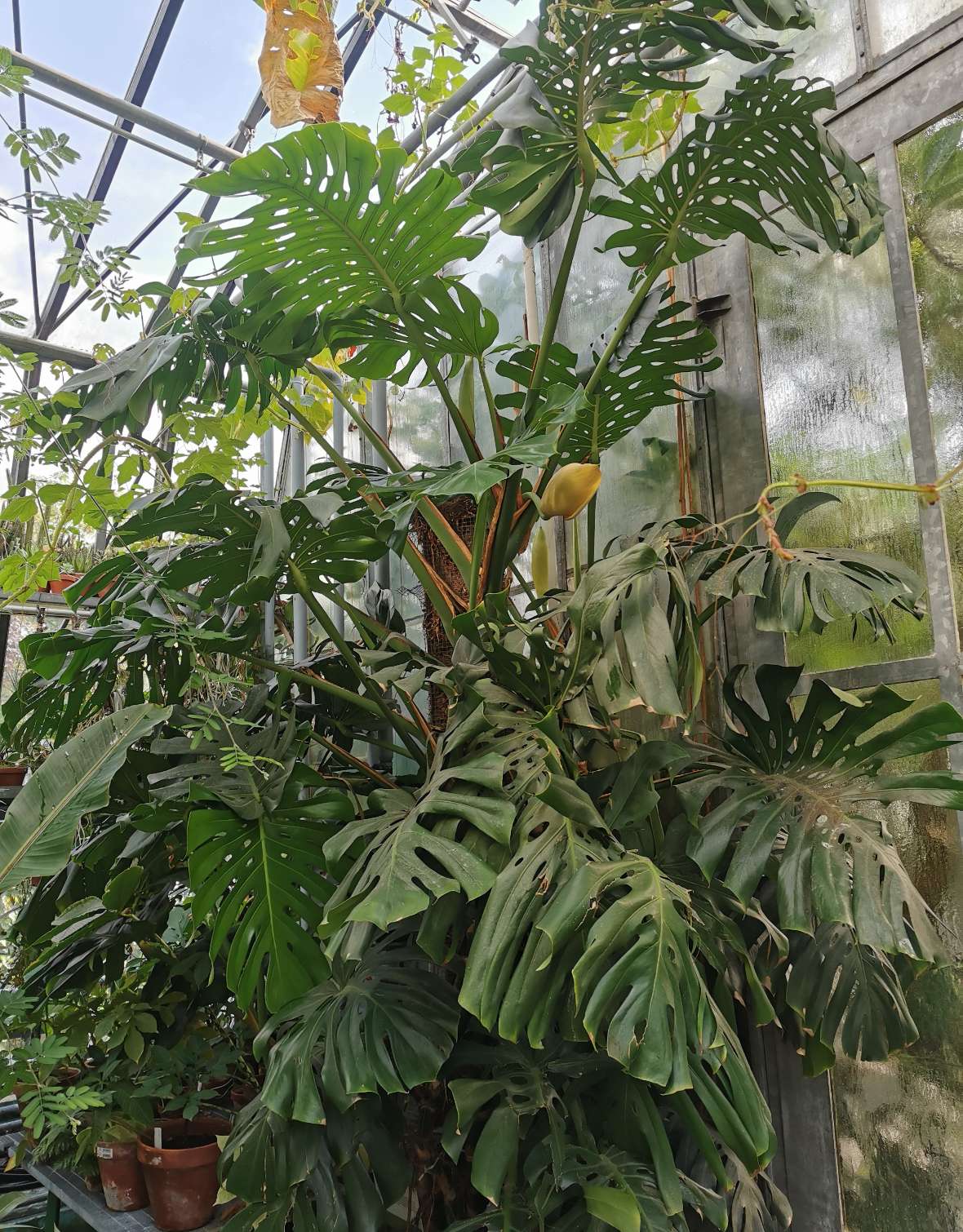 Volle Blte im Innsbrucker Palmenhaus, sterreichische Bundesgrten