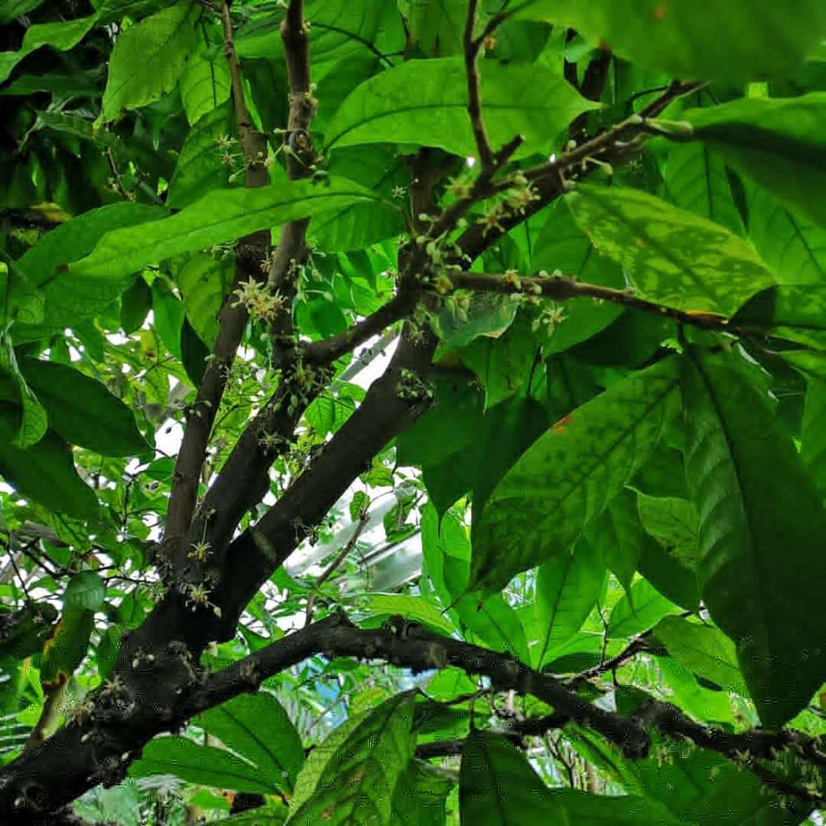 Theobroma cacao