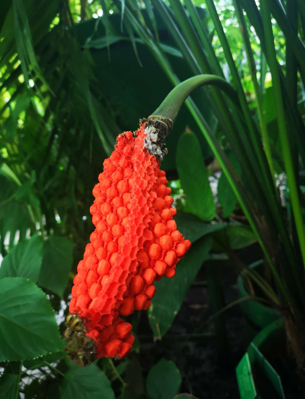 Blüte der Carludociva palmata