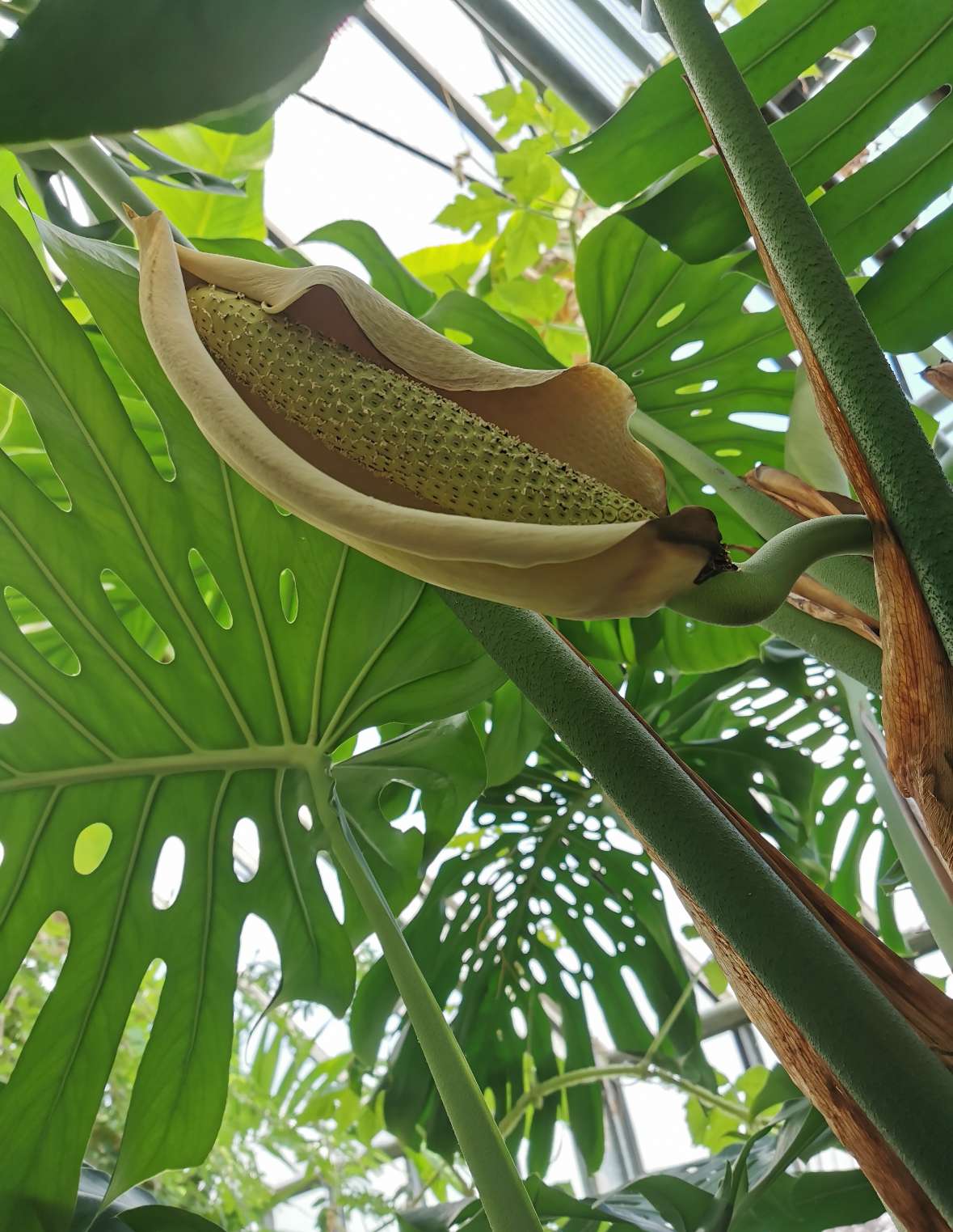 Monstera deliciosa