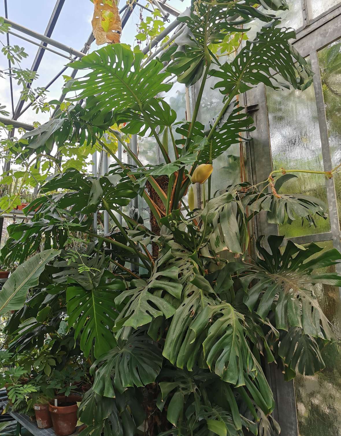 Monstera deliciosa