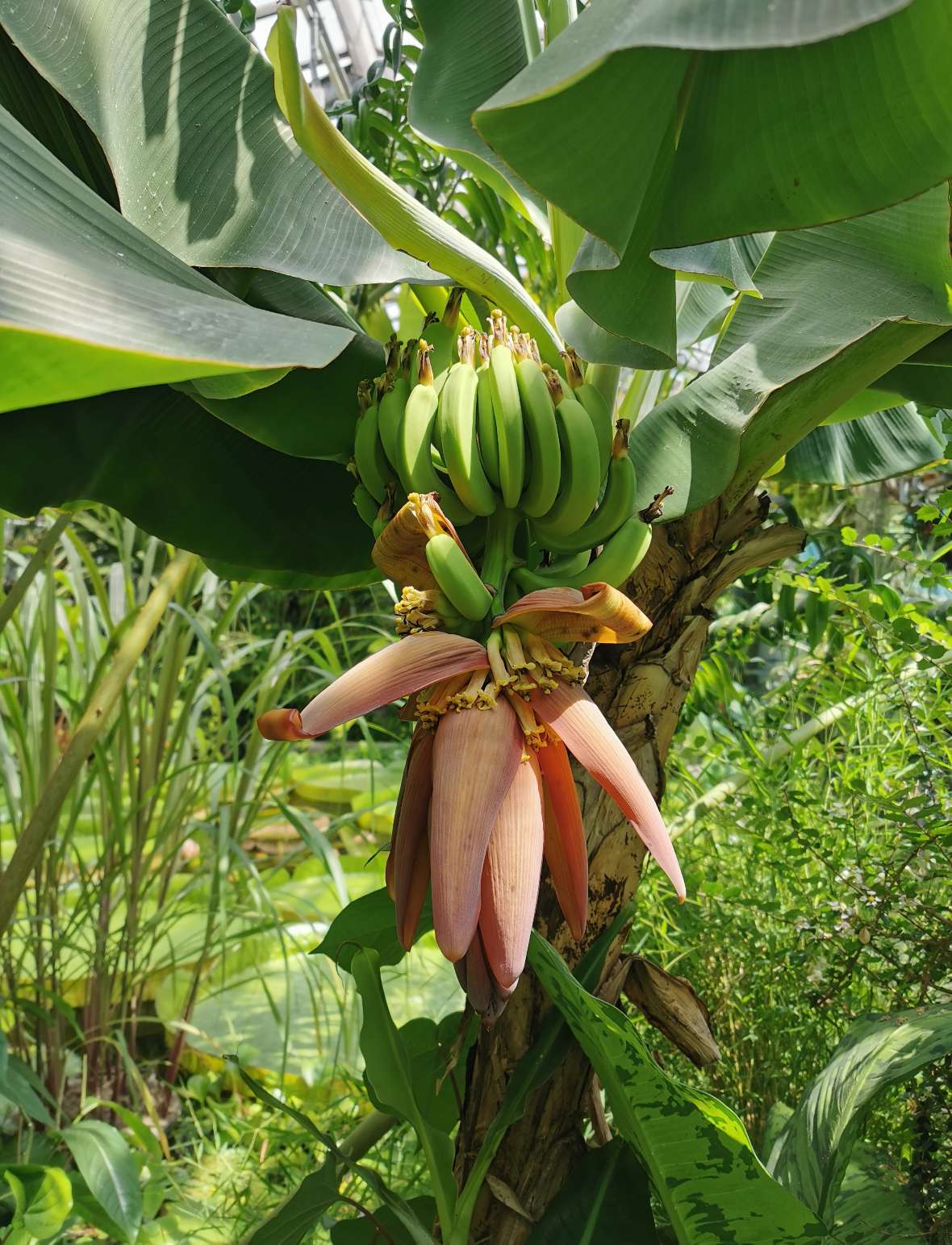 Musa acuminata