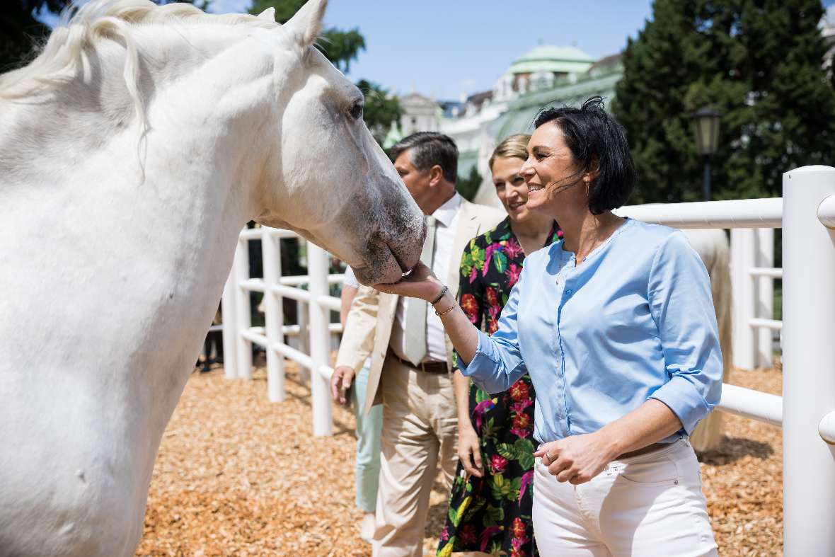 Elisabeth Köstinger streichelt das Maul eines Lipizzaners.