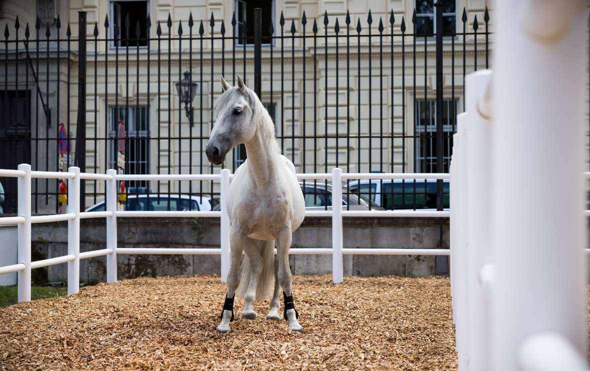 Ein Lipizzaner steht auf der Koppel vor dem Hintergrund des Burggartenzauns.