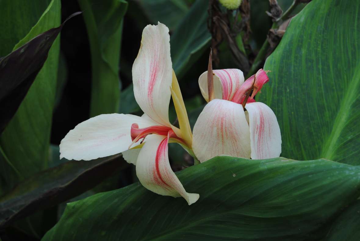 Foto einer weißblühenden Canna 