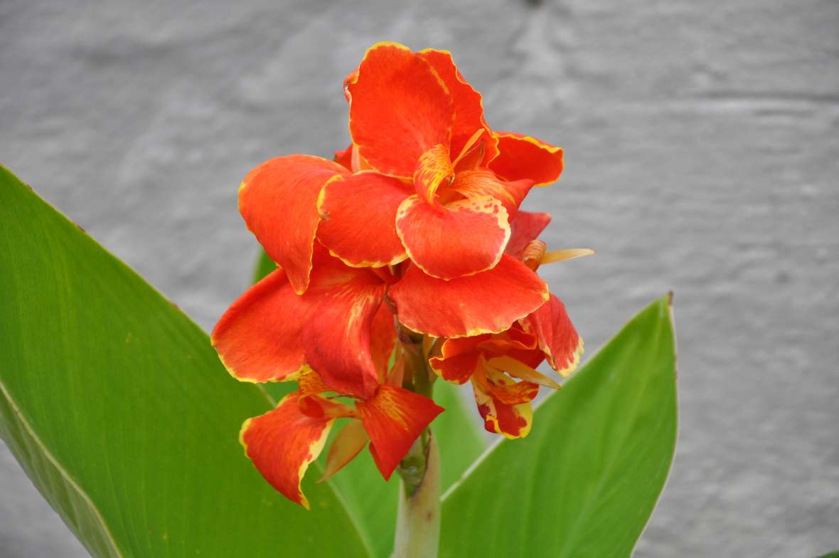 Foto einer orangefarben blühenden Canna