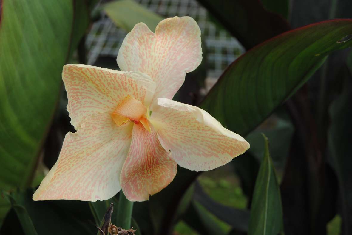 Foto einer lachsfarben blühenden Canna