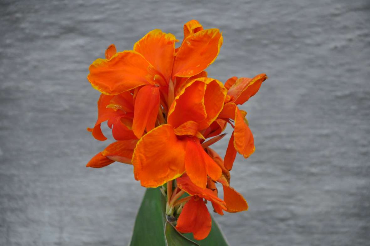 Foto einer intensiv orangefarben blühenden Canna