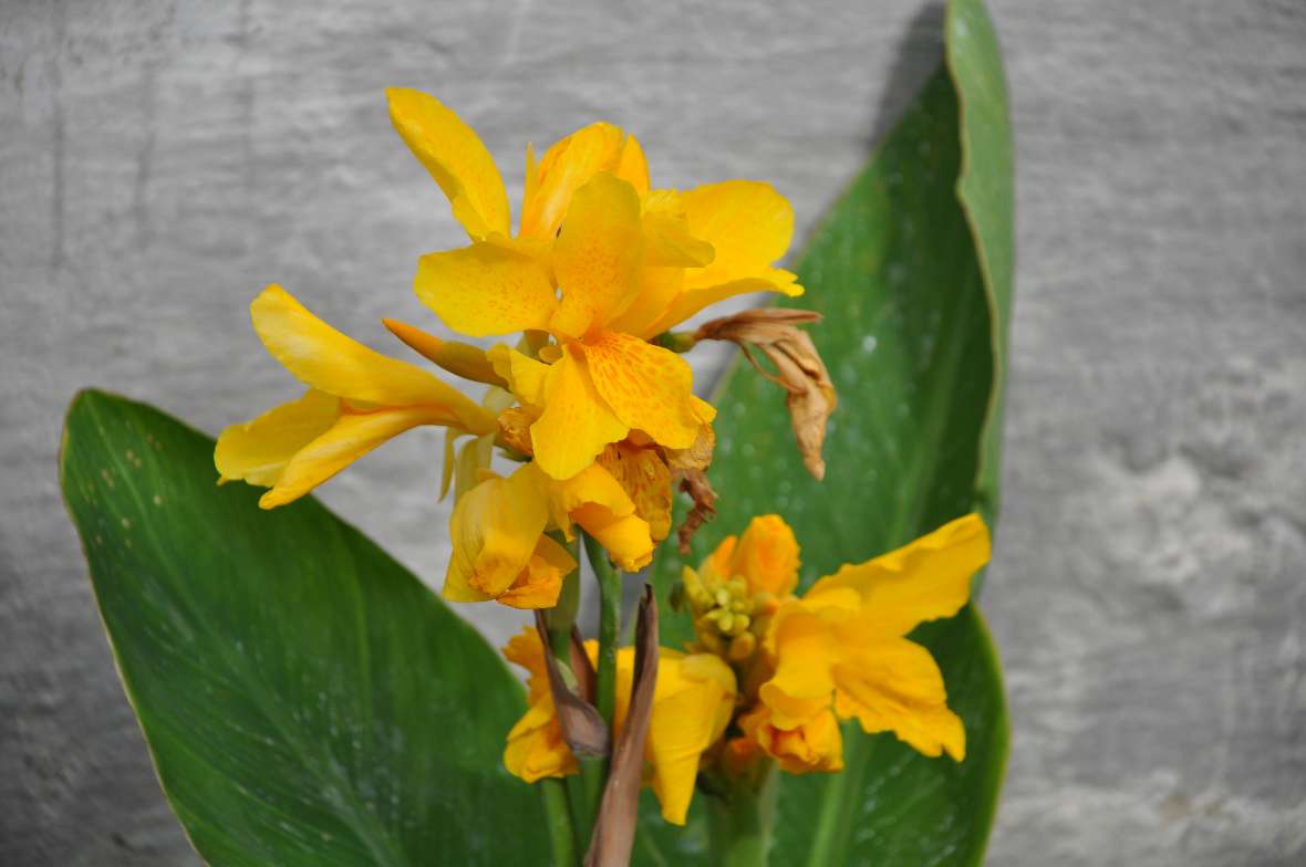 Foto einer gelbblühenden Canna