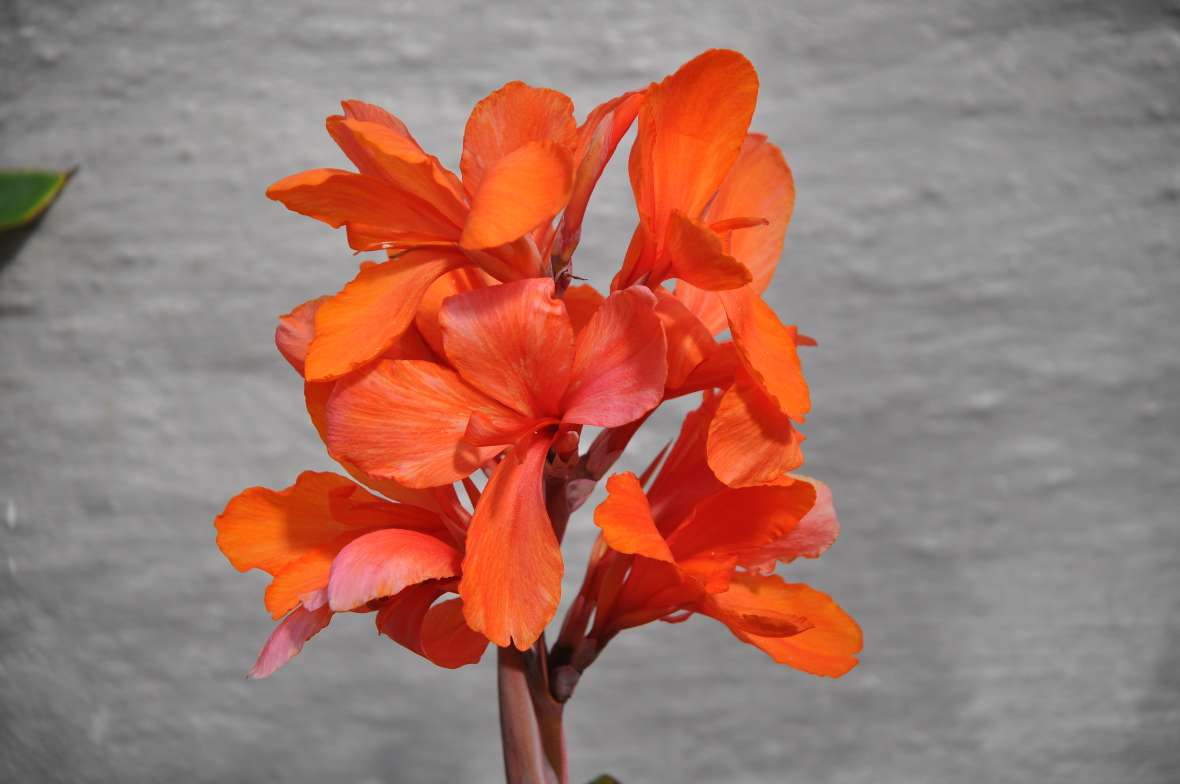 Foto einer orangefarben blühenden Canna