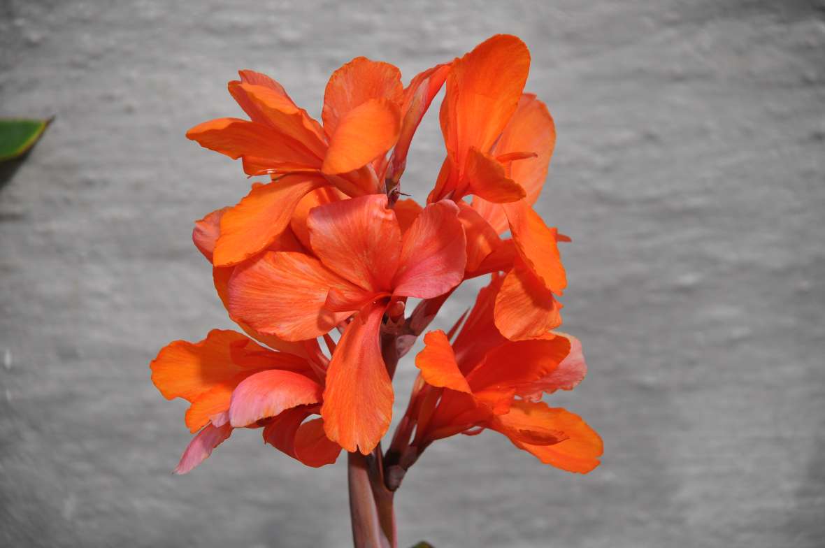 Foto einer orangefarben blühenden Canna