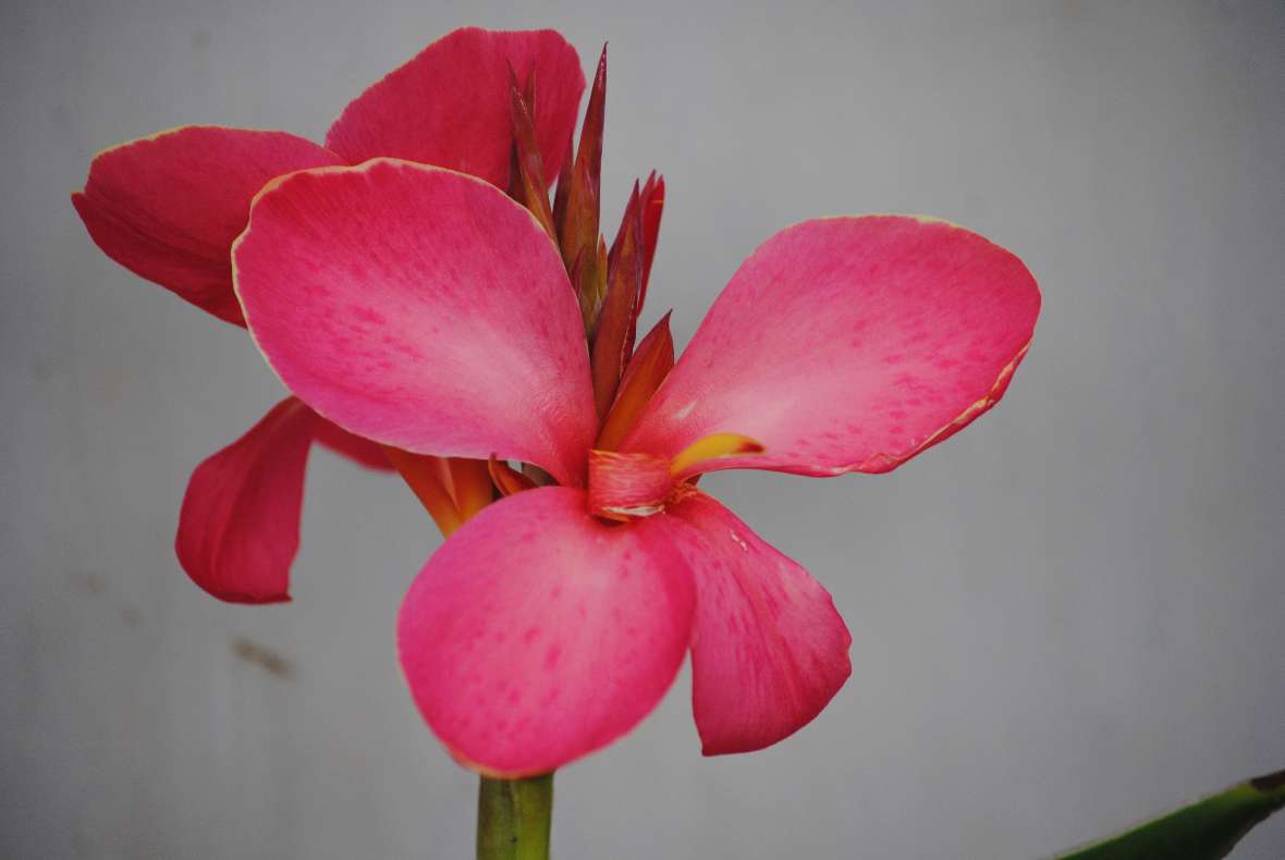 Foto einer pinkfarben blühenden Canna