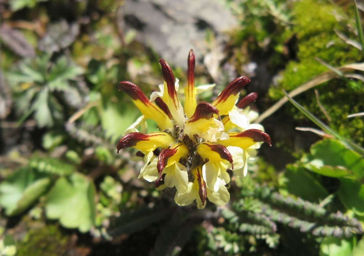 Blüte von Buntem Läusekraut