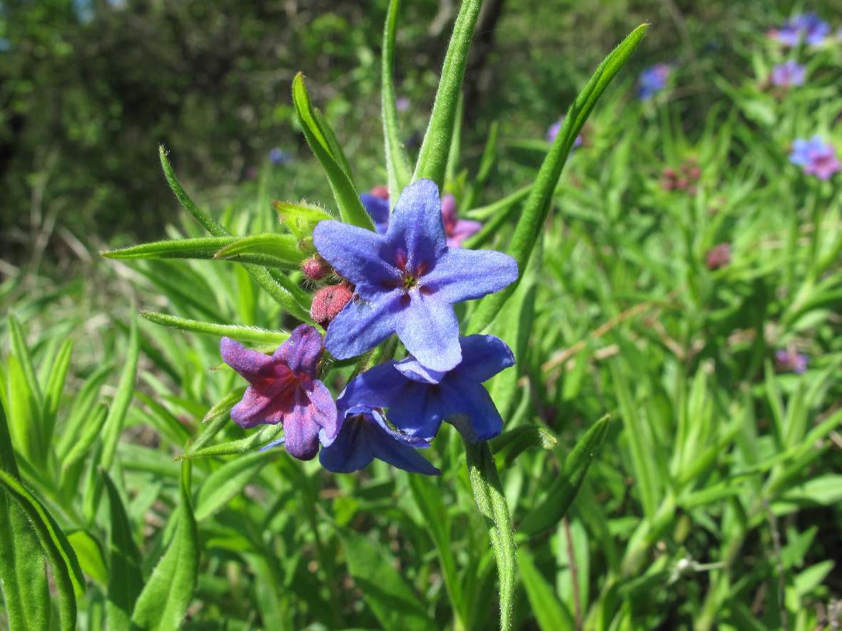 Blüte eines Blauroten Steinsamens