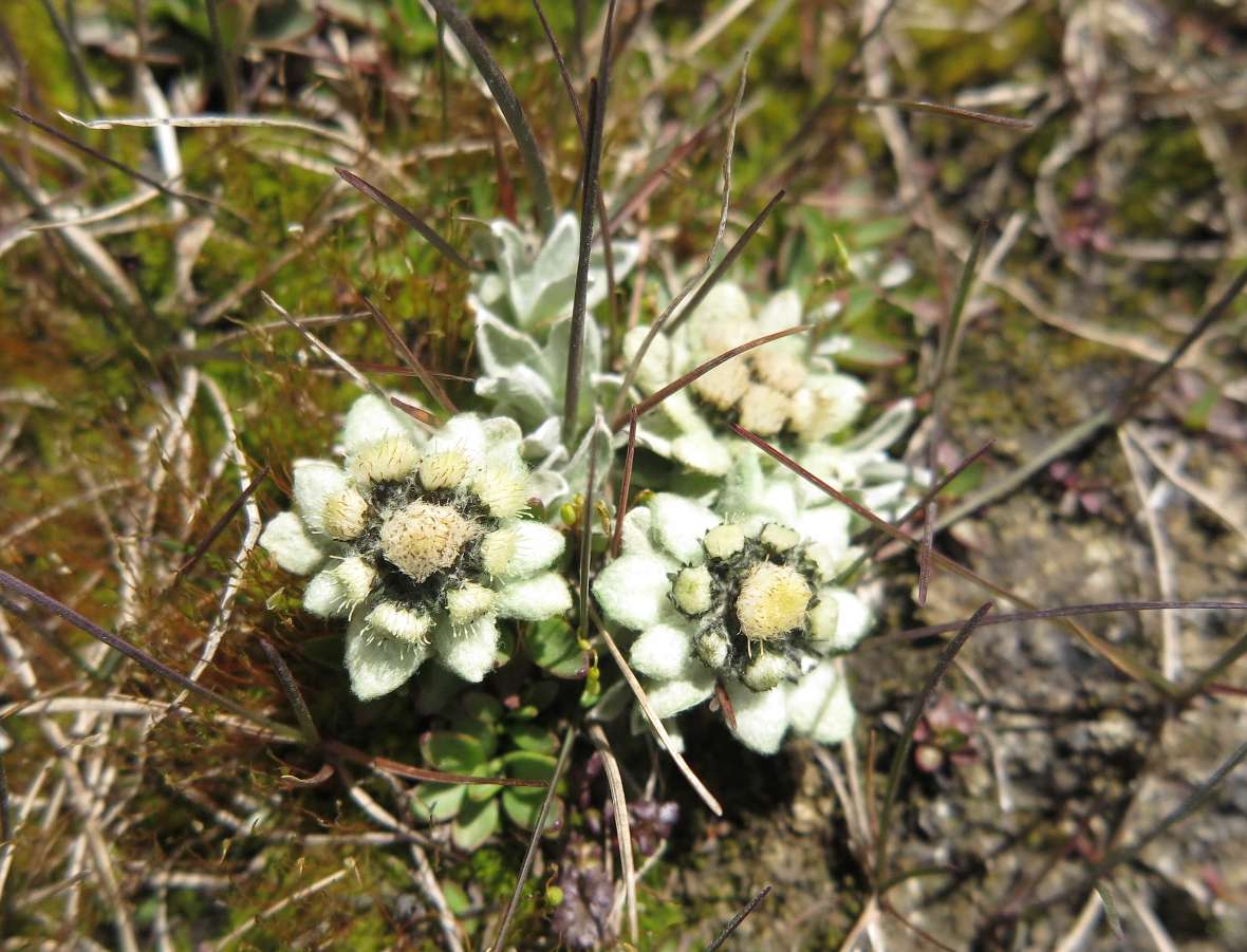 Blüte eines Zwerg-Edelweiß