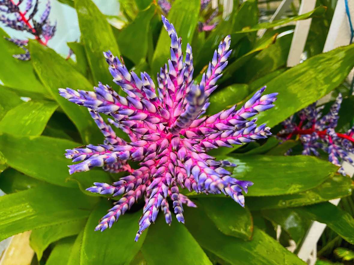 Blüte einer Bromelie im Palmenhaus