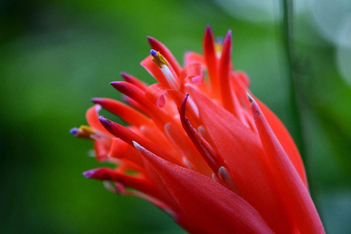 Makroaufnahme einer rot blühenden Bromelie 