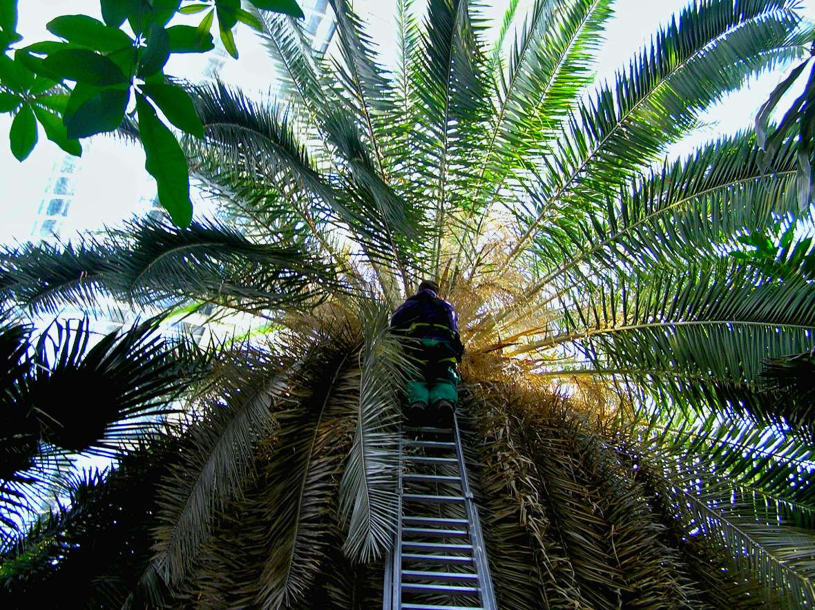 Gärtner steht auf Leiter und schneidet große Palme