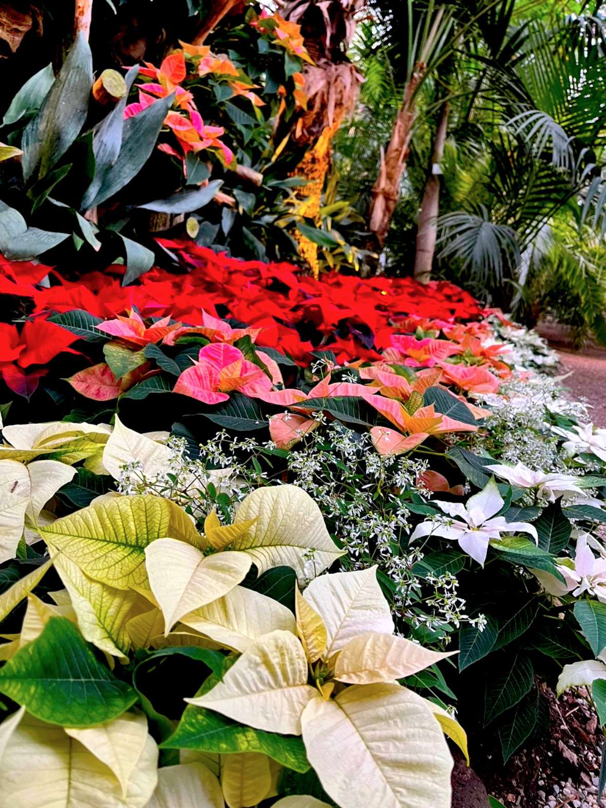 Nahaufnahme von Weihnachtssternen in den Farben weiß, orange und rot mit Palmen im Hintergrund 