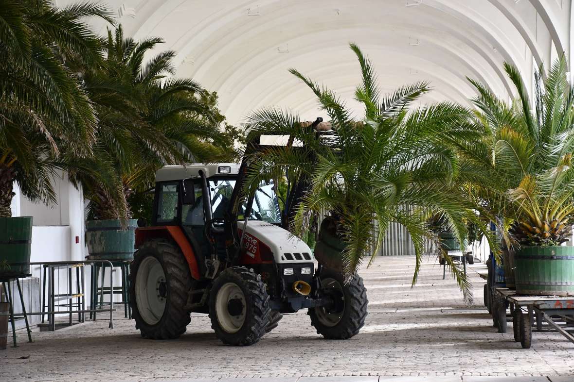 Mit einem Traktor wird eine Palme aus dem Orangeriegebäude transportiert