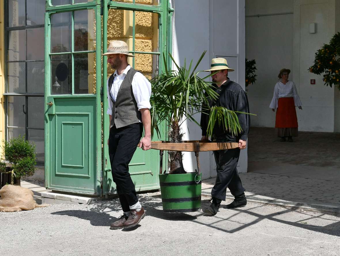 Zwei Gärtner tragen mit Holmen eine Pflanze