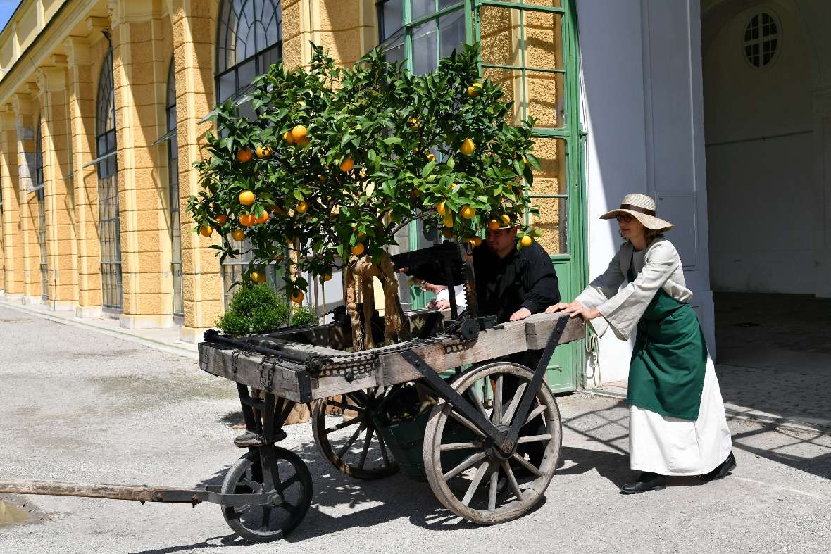 Zitrusbaum wird mit einem historischen Holzwagen transportiert