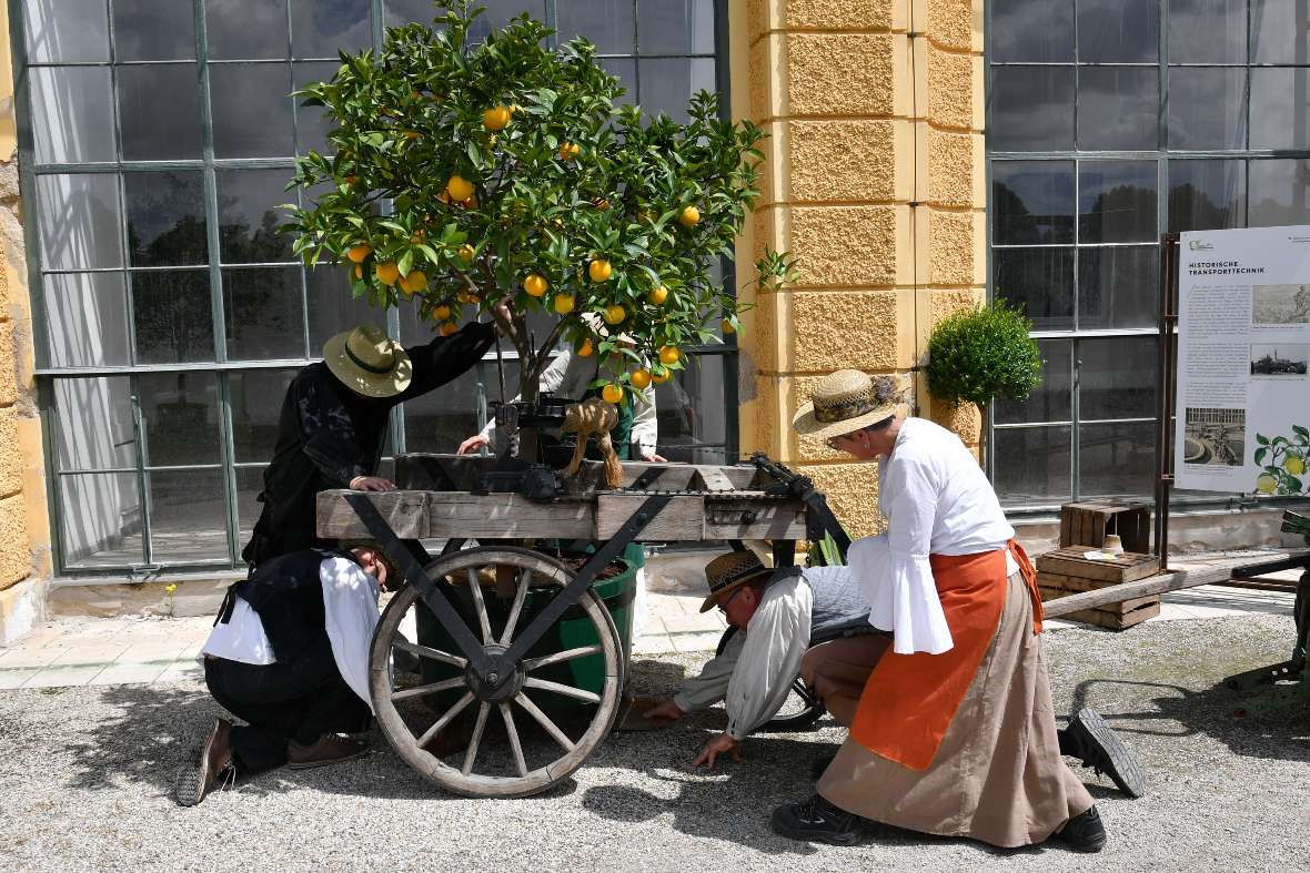 Zitrusbaum wird mit einem hölzernen Wagen transportiert