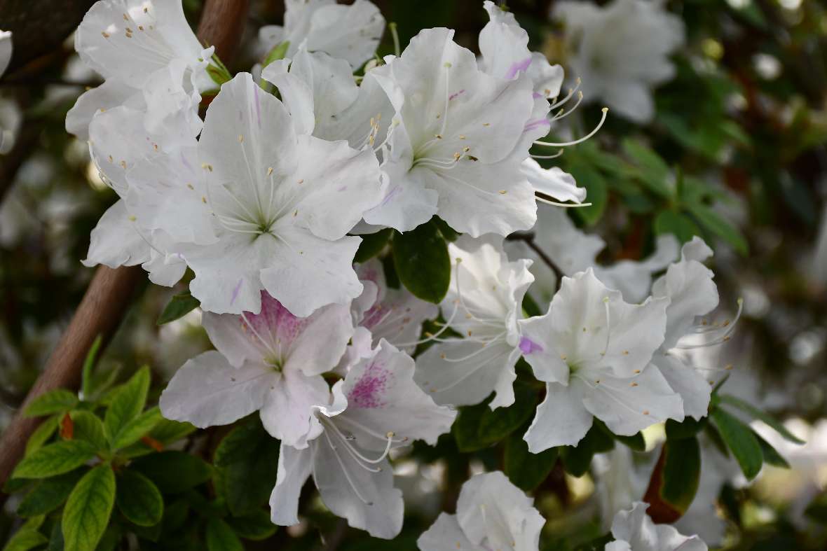 Weiße Azaleenblüte im Detail
