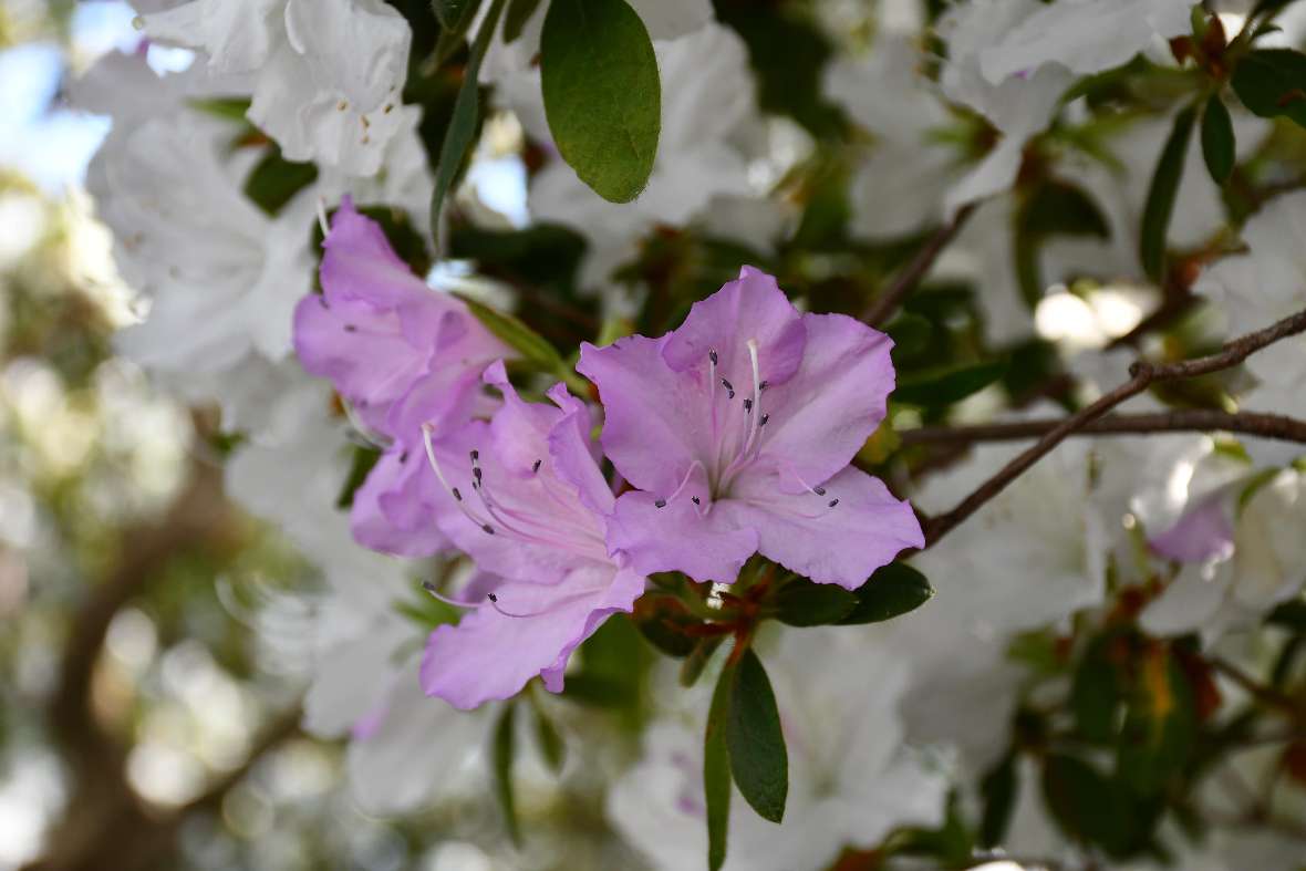 Violette und weiße Azaleenblüten im Detail