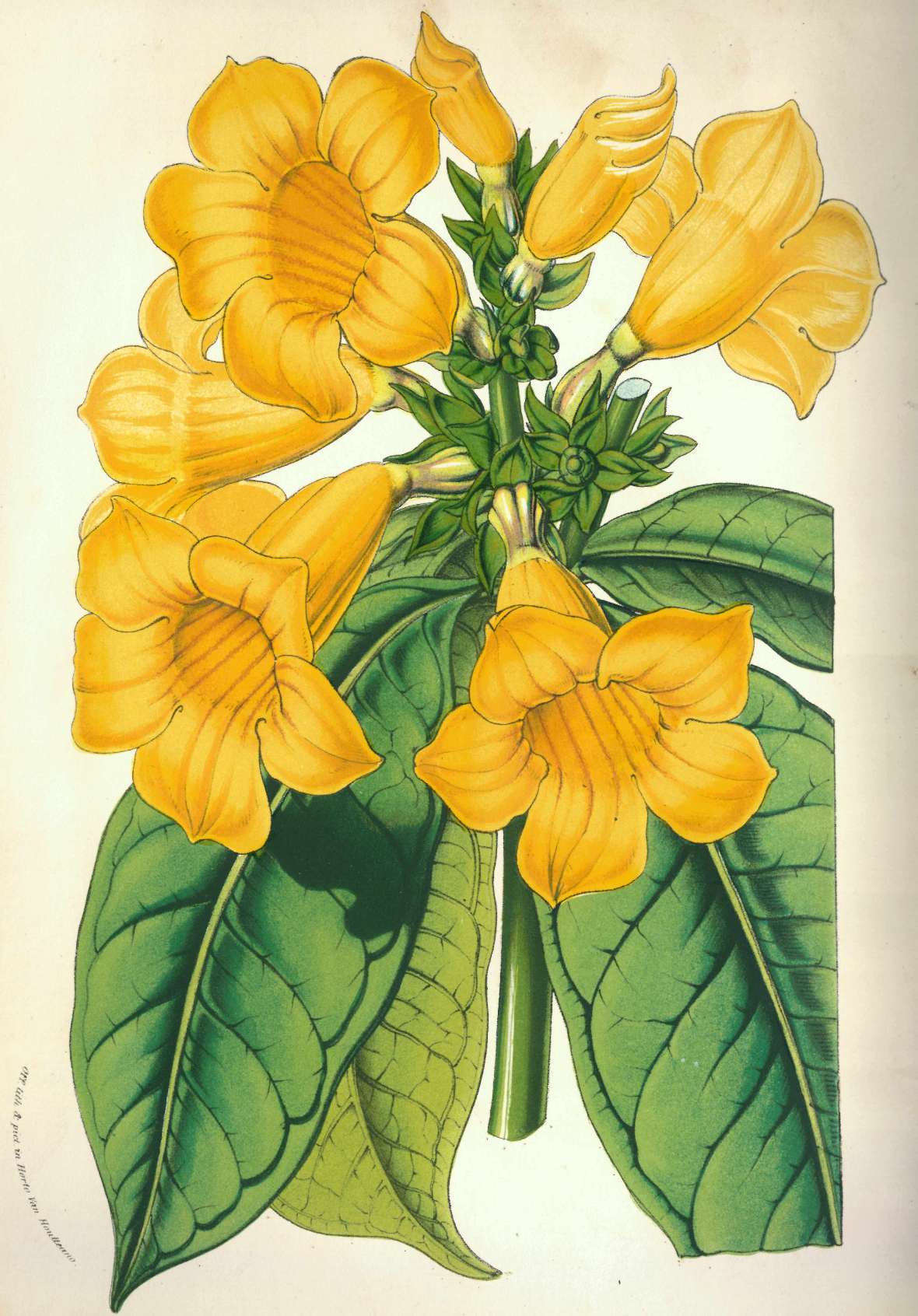 Botanische Zeichnung einer nach Schott benannten brasilianischen Strauch-Goldtrompete