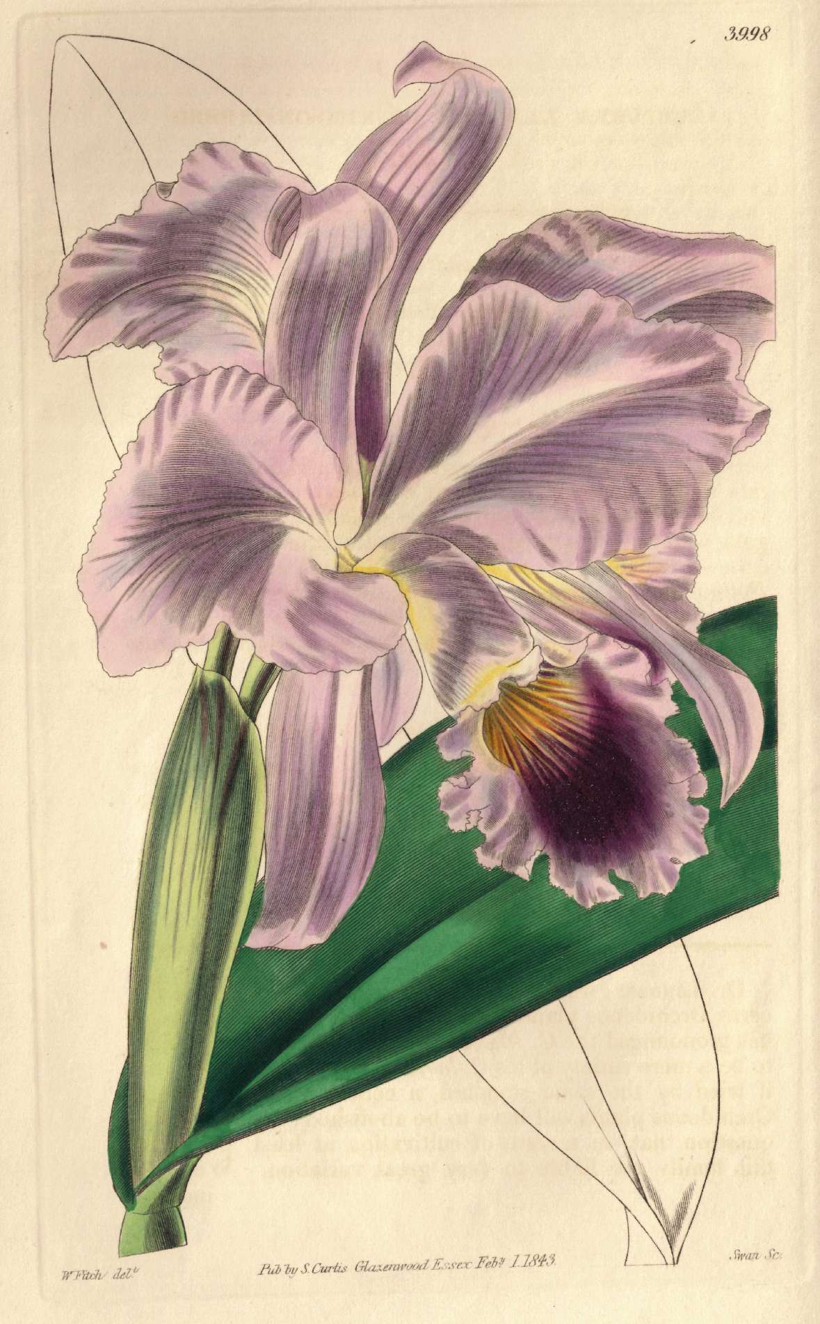 Botanische Zeichnung einer Orchideenblüte