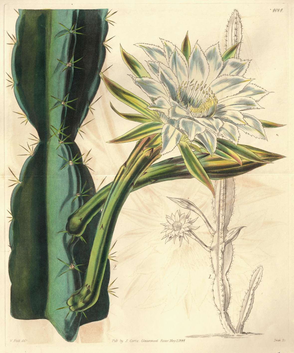 Botanische Zeichnung eines Kaktus aus Pernambuco