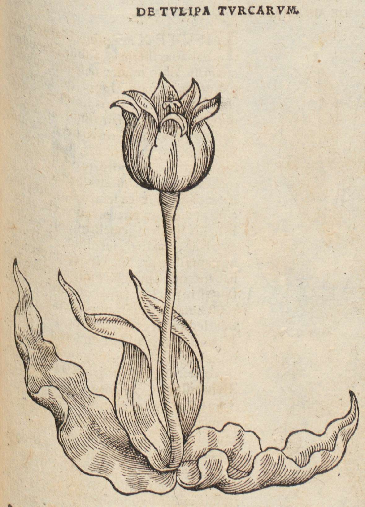 Holzschnitt einer Armenischen Tulpe