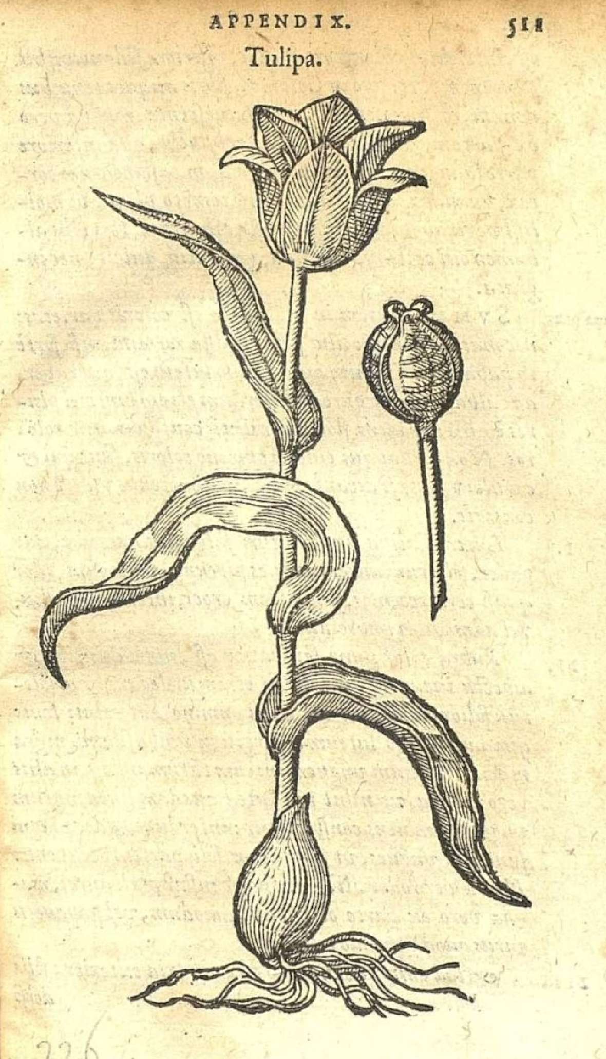 Holzschnitt einer Gartentulpe