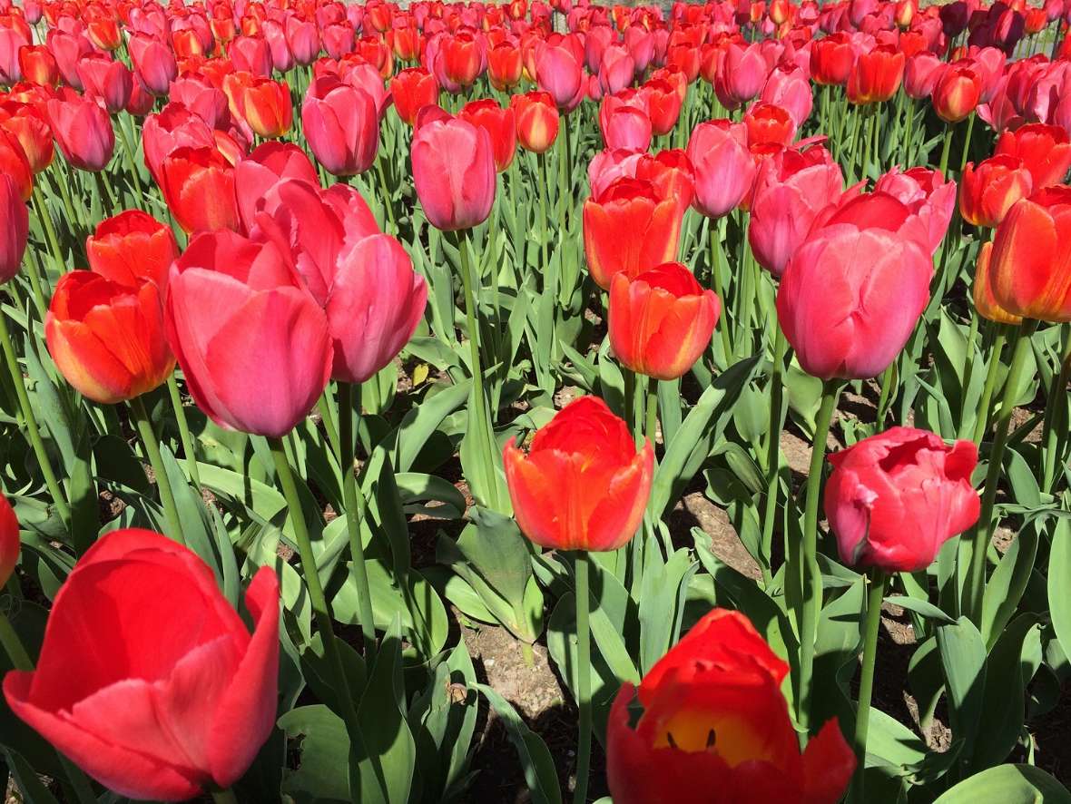 Foto eines dicht bepflanzten Beets mit roten Tulpen