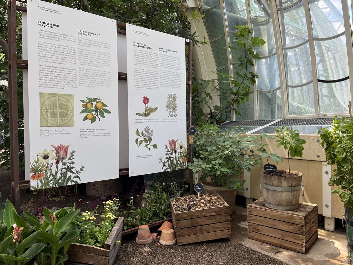 Ausstellungstafeln und Flieder, Rosskastanie, Tulpenzwiebeln