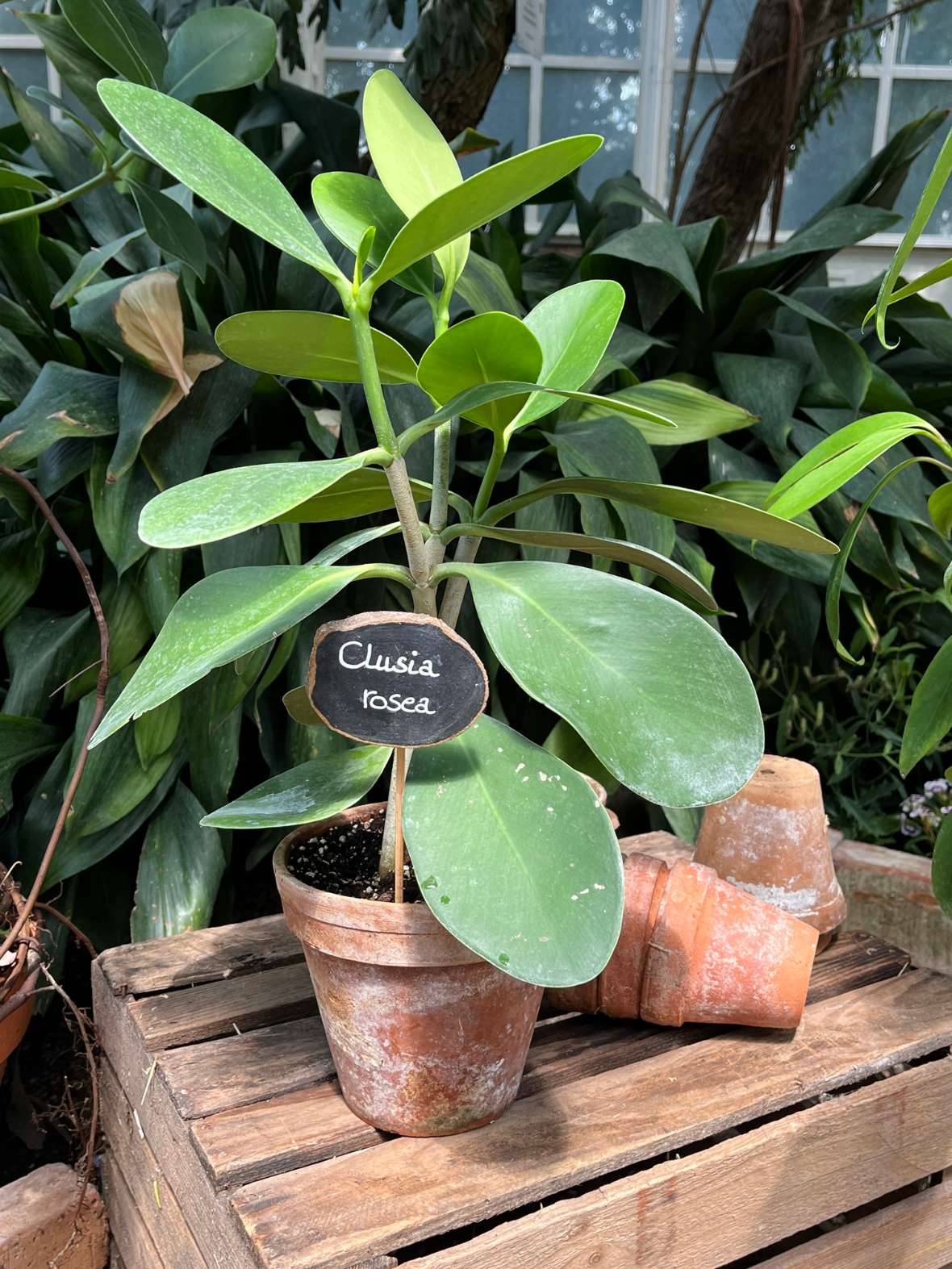 Die nch Clusius benannte Clusia rosea