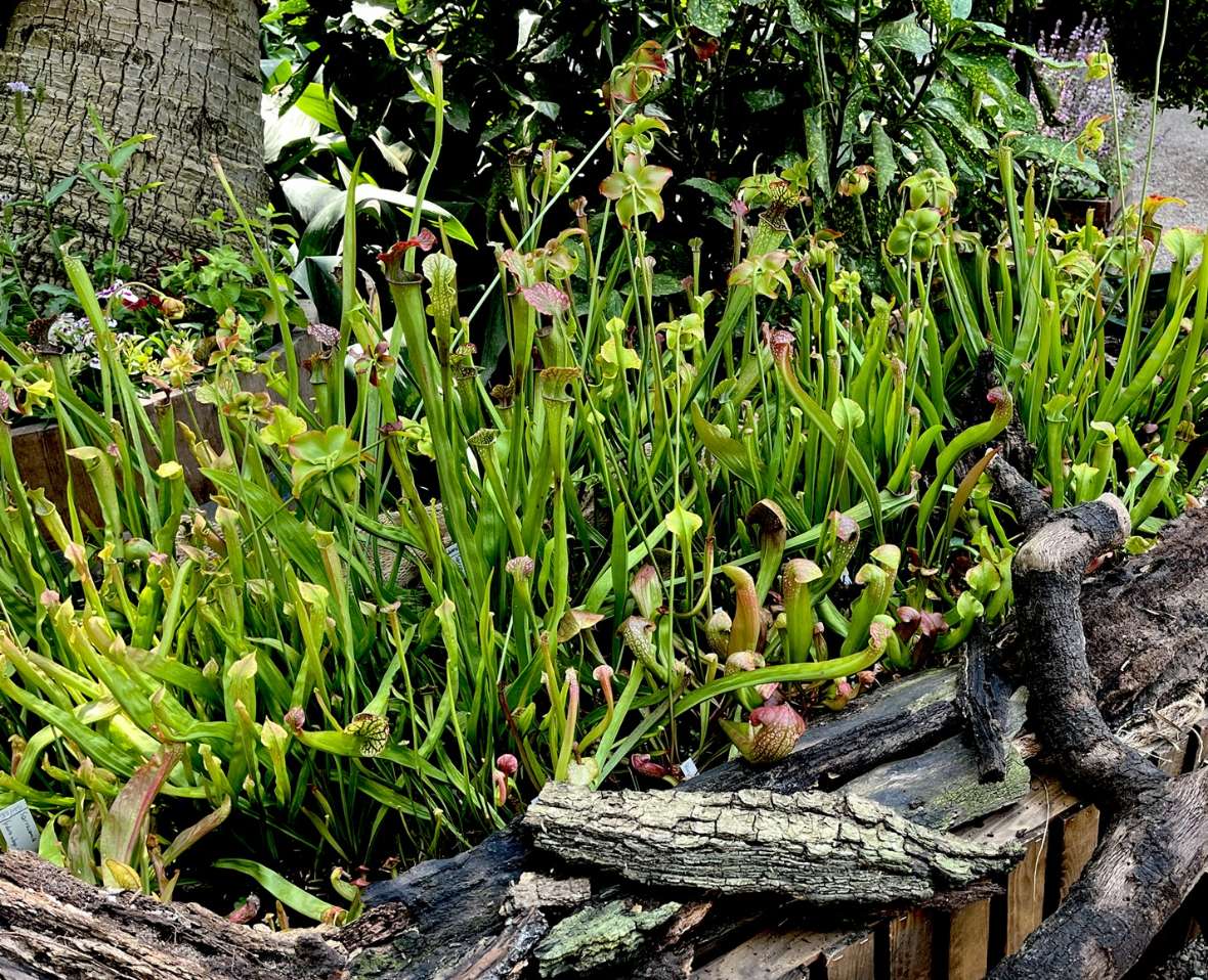 Sammlung von Sarracenia (Schlauchpflanzen)