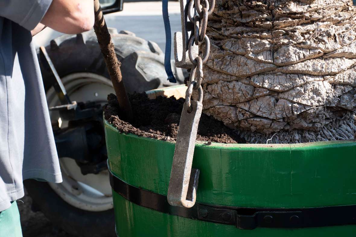 Mit einem Holzstab wird Erde in die Zwischenräume des Kübels gedrückt